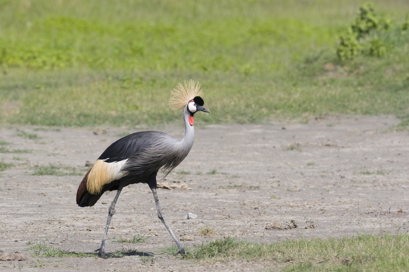 Grey Crowned Crane